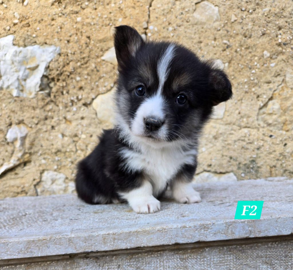 Domaine Du Mont Tournier - Chiot disponible  - Welsh Corgi Pembroke