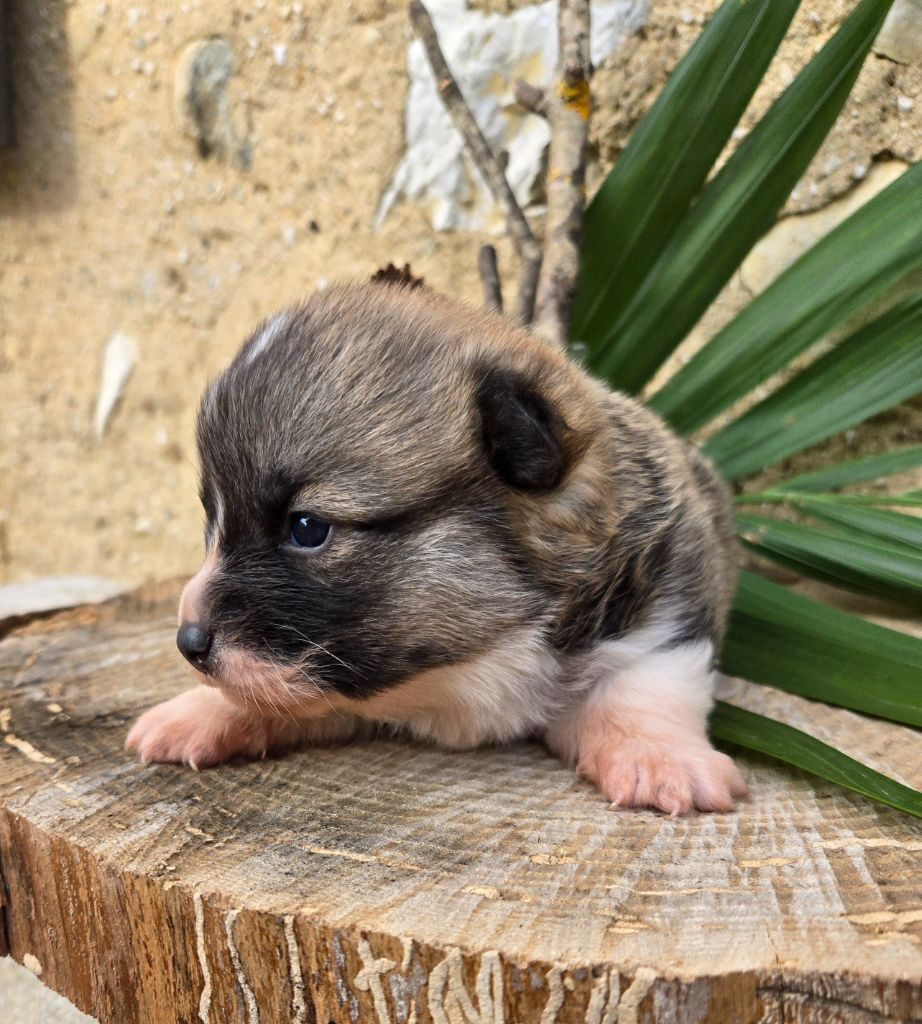 Domaine Du Mont Tournier - Chiot disponible  - Welsh Corgi Pembroke