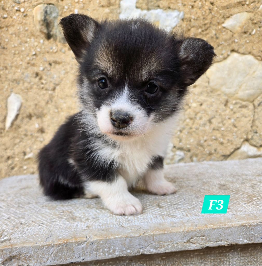 Domaine Du Mont Tournier - Chiot disponible  - Welsh Corgi Pembroke