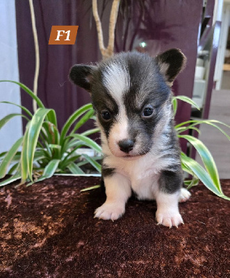 Domaine Du Mont Tournier - Welsh Corgi Pembroke - Portée née le 11/10/2024