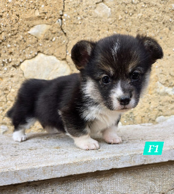 Domaine Du Mont Tournier - Welsh Corgi Pembroke - Portée née le 19/12/2024