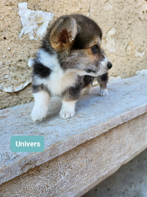 Domaine Du Mont Tournier - Welsh Corgi Pembroke - Portée née le 03/05/2023