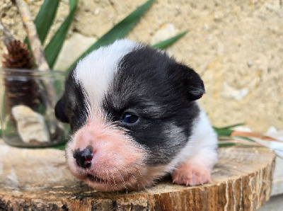 Domaine Du Mont Tournier - Welsh Corgi Pembroke - Portée née le 11/10/2024