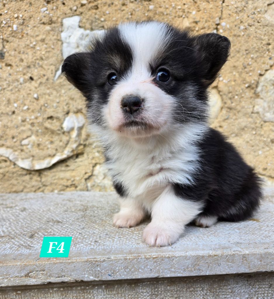 Domaine Du Mont Tournier - Chiot disponible  - Welsh Corgi Pembroke