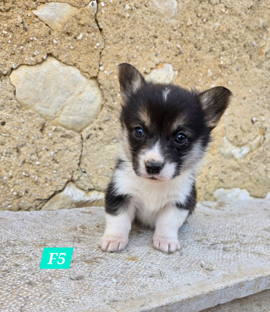 Domaine Du Mont Tournier - Chiot disponible  - Welsh Corgi Pembroke