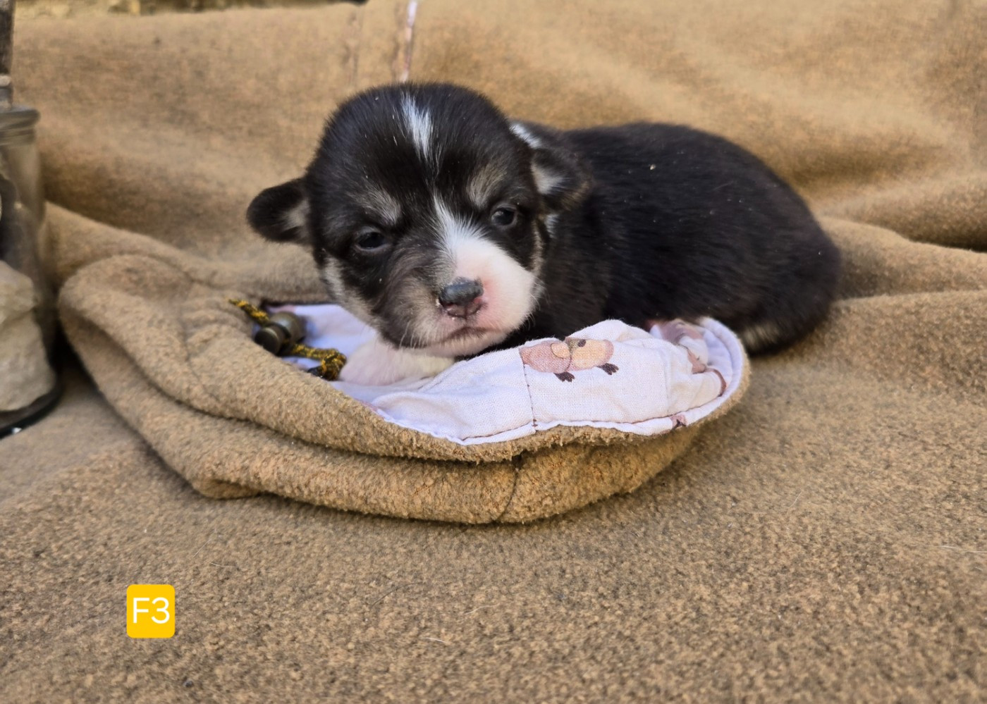 Domaine Du Mont Tournier - Chiots disponibles - Welsh Corgi Pembroke