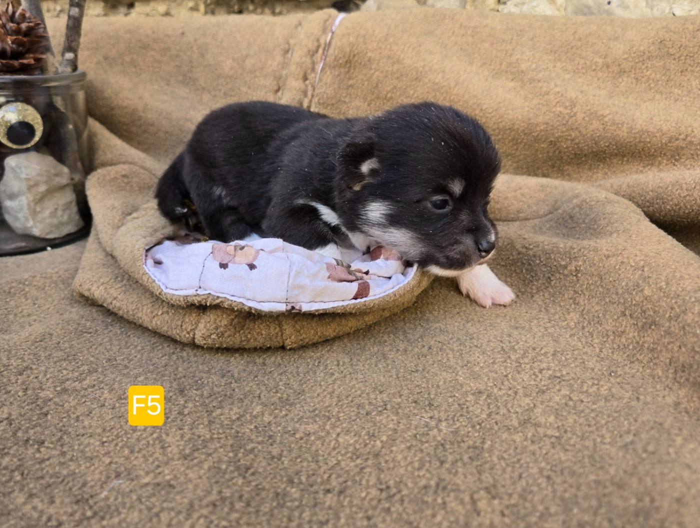 Domaine Du Mont Tournier - Chiots disponibles - Welsh Corgi Pembroke