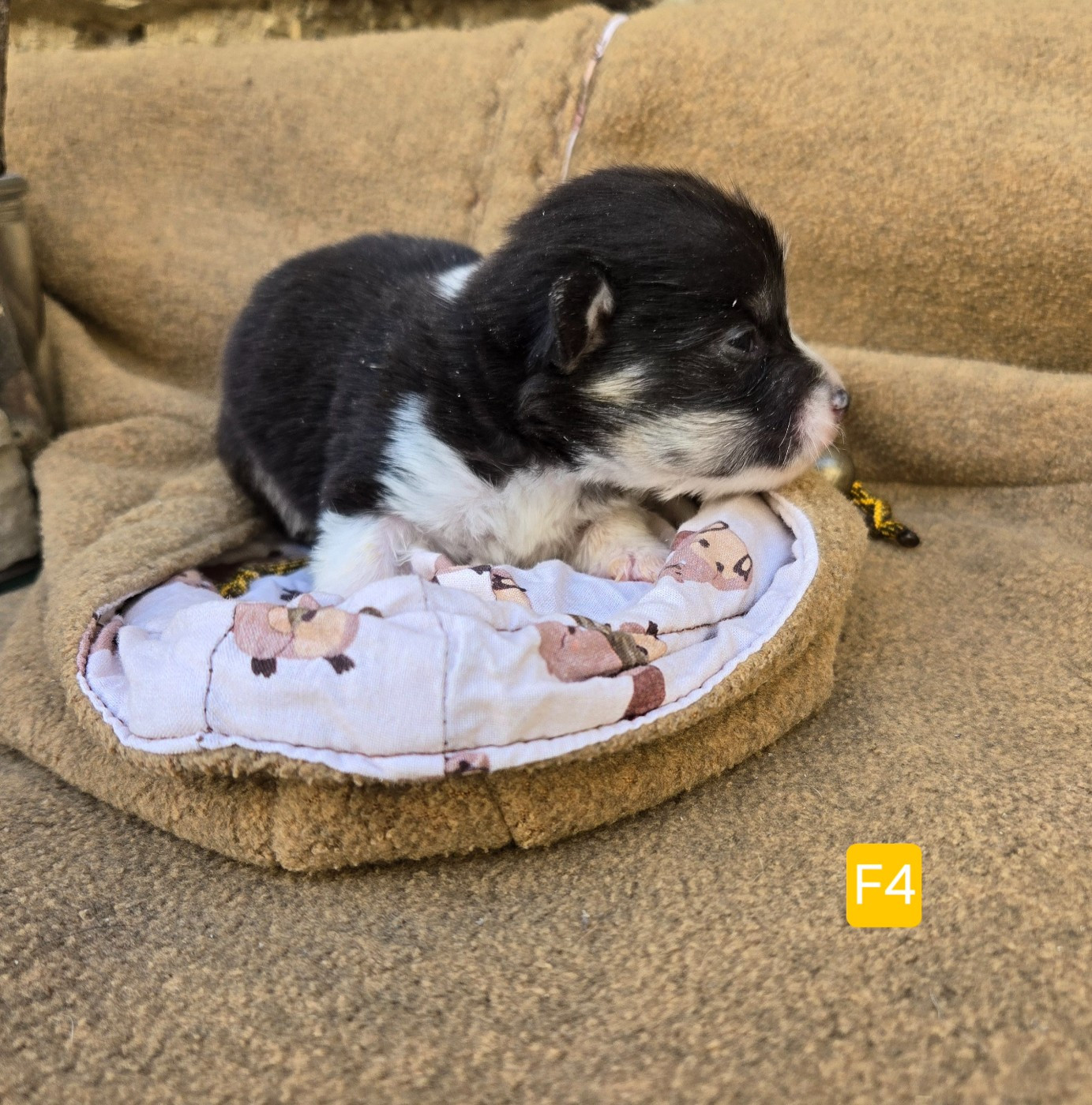 Domaine Du Mont Tournier - Chiots disponibles - Welsh Corgi Pembroke