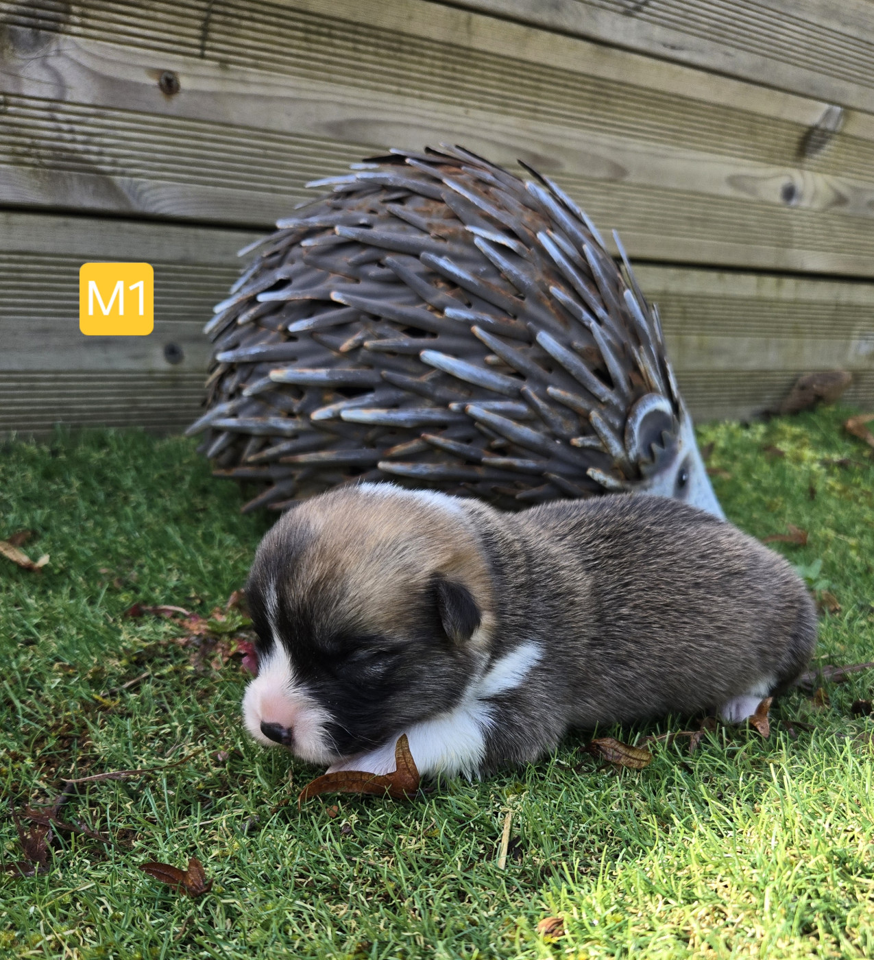 Domaine Du Mont Tournier - Chiots disponibles - Welsh Corgi Pembroke