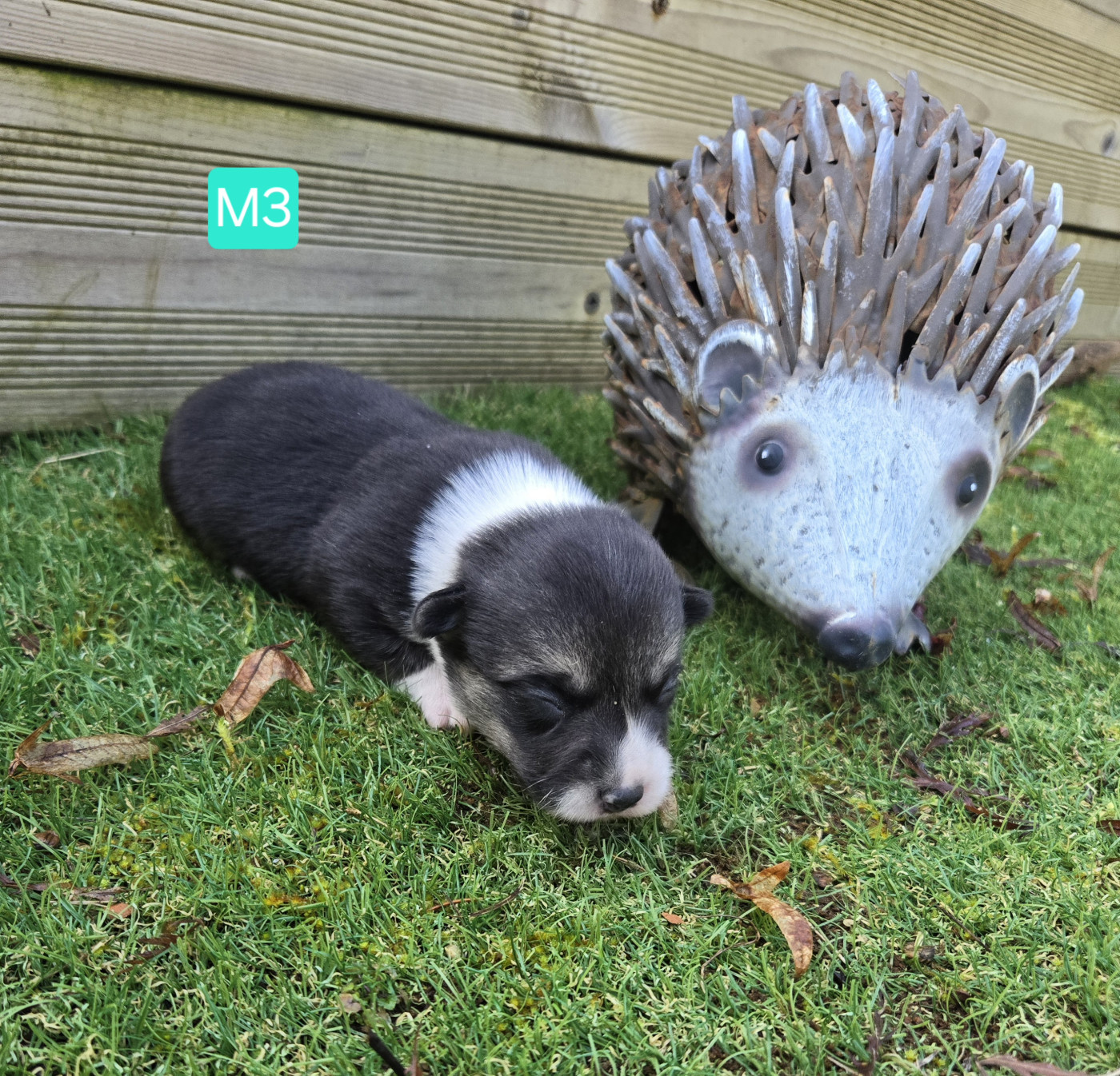 Domaine Du Mont Tournier - Chiots disponibles - Welsh Corgi Pembroke