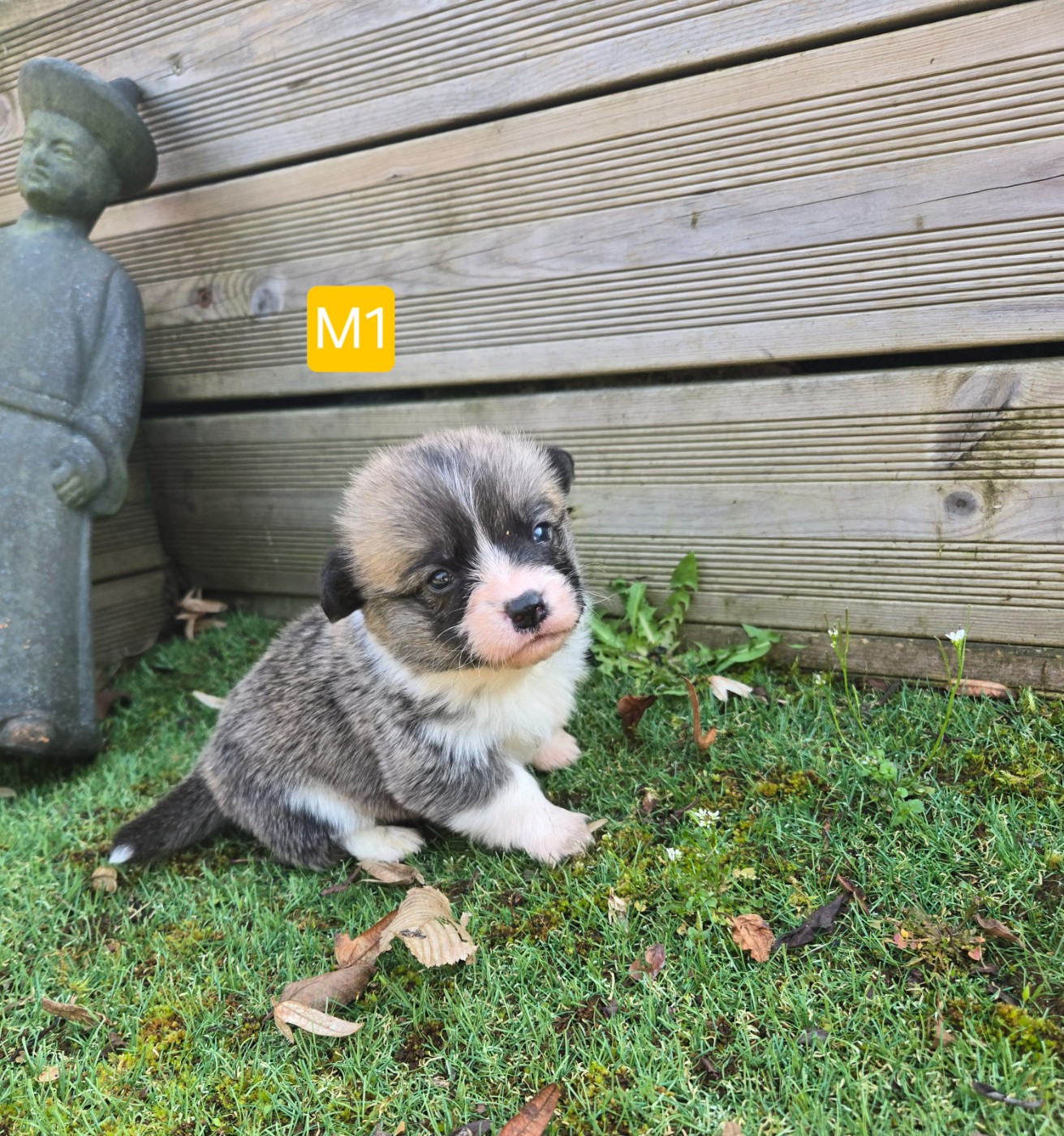 Domaine Du Mont Tournier - Chiots disponibles - Welsh Corgi Pembroke