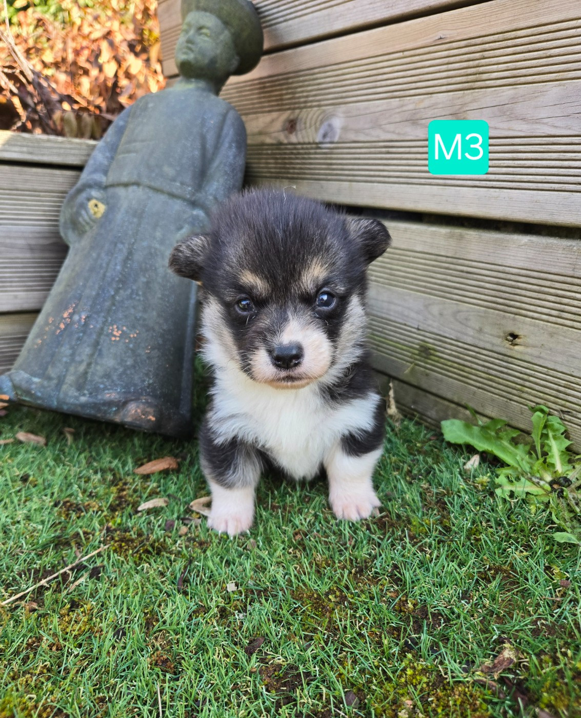 Domaine Du Mont Tournier - Chiots disponibles - Welsh Corgi Pembroke