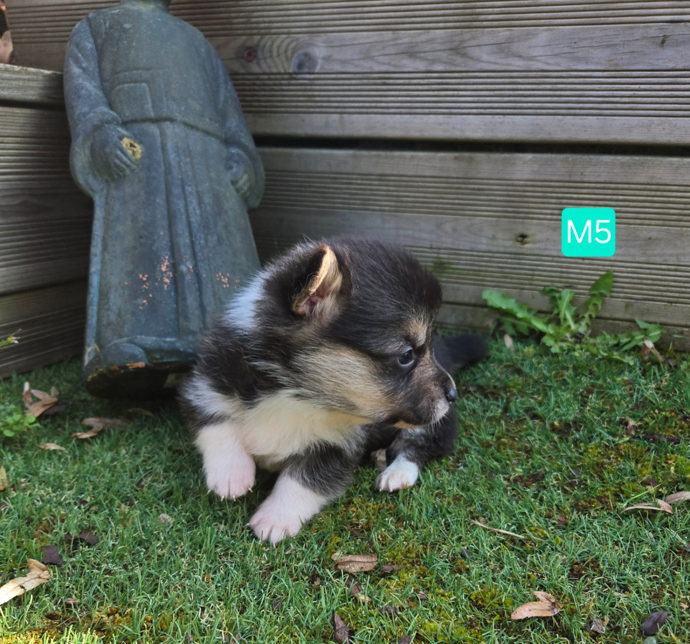 Domaine Du Mont Tournier - Chiots disponibles - Welsh Corgi Pembroke