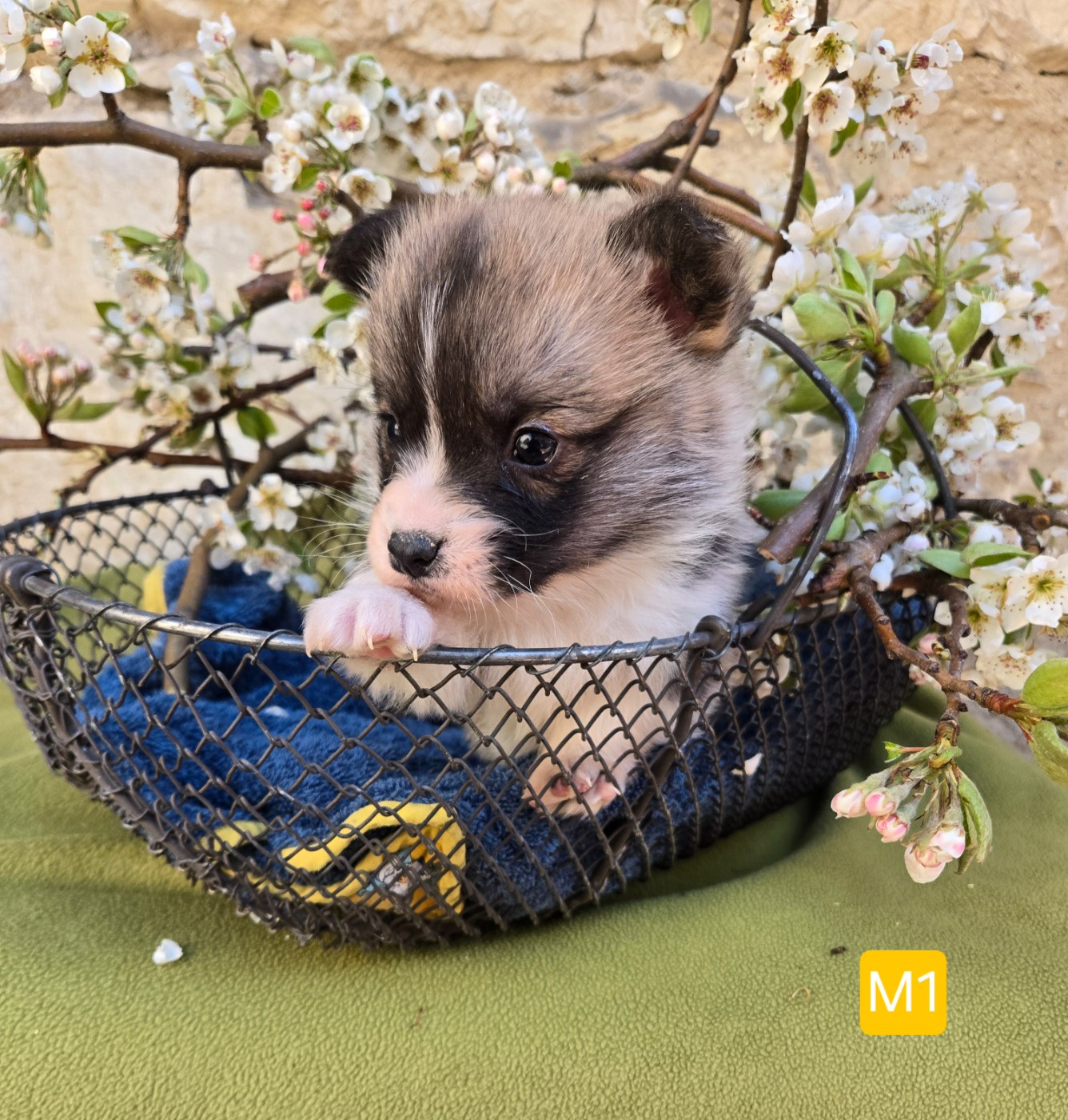 Domaine Du Mont Tournier - Chiots disponibles - Welsh Corgi Pembroke