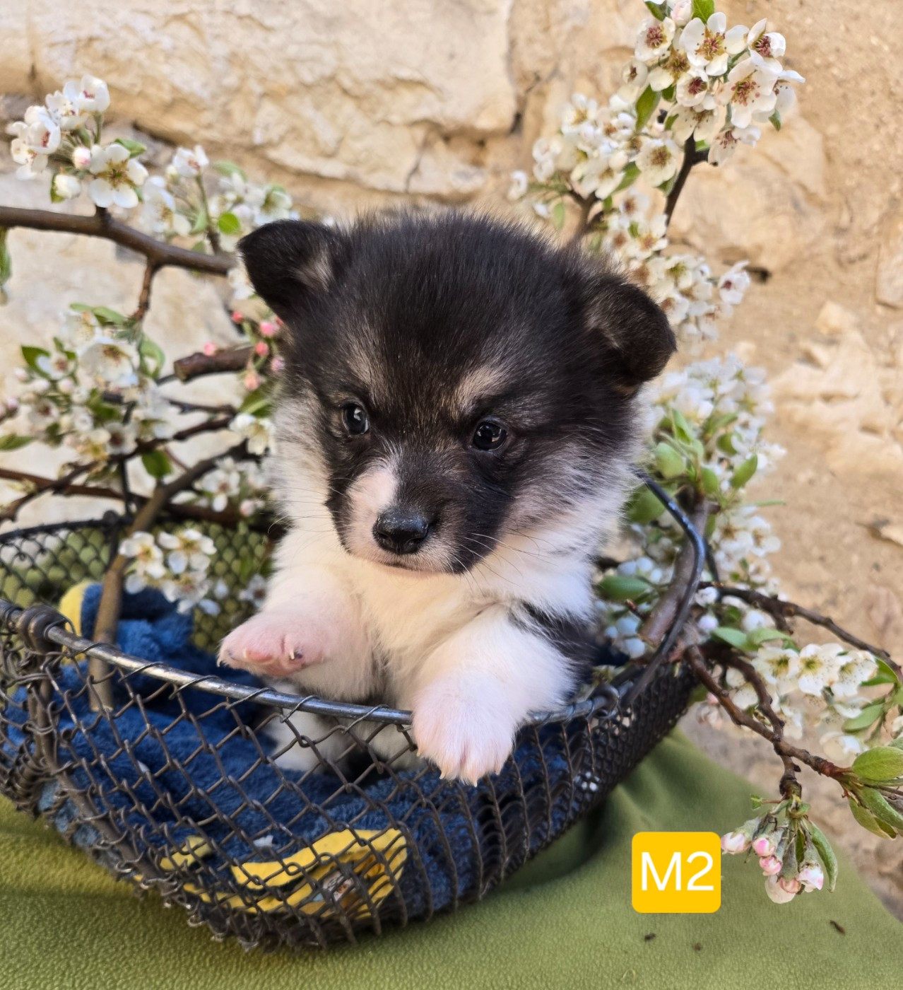 Domaine Du Mont Tournier - Chiots disponibles - Welsh Corgi Pembroke