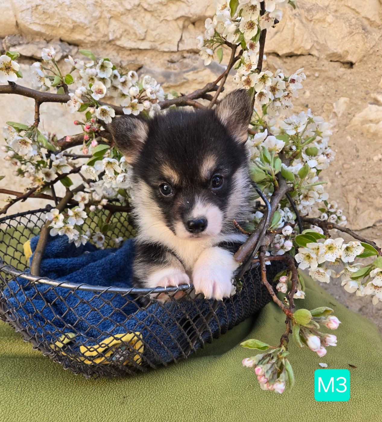 Domaine Du Mont Tournier - Chiots disponibles - Welsh Corgi Pembroke