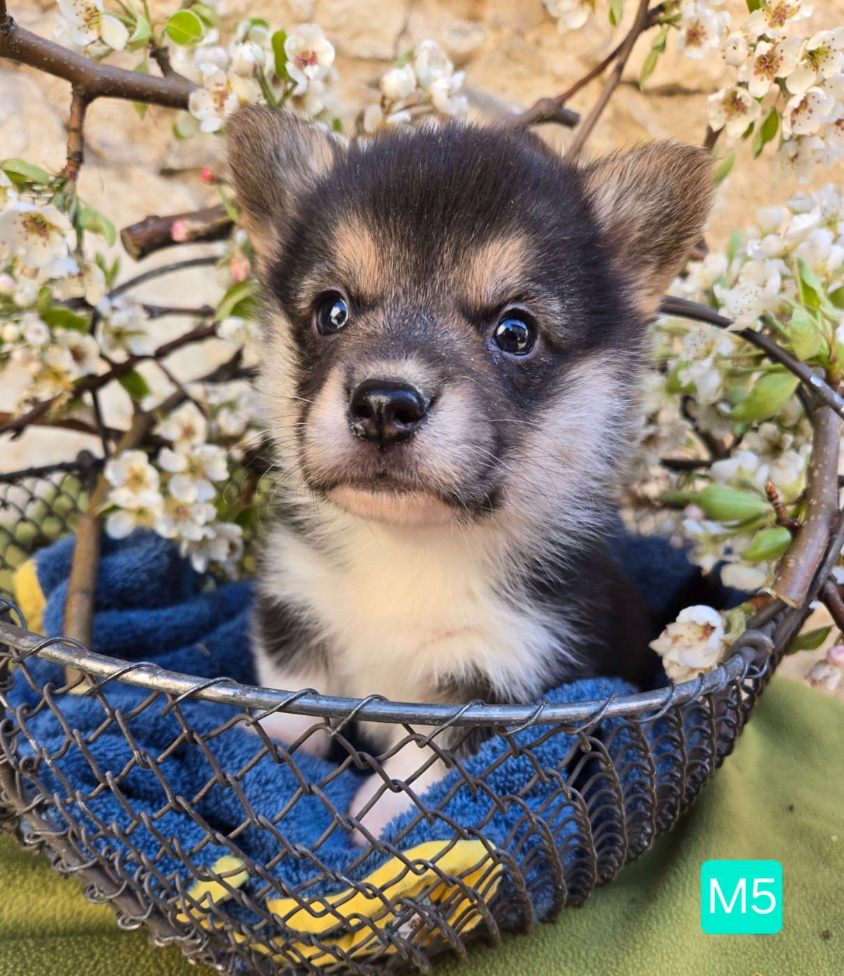 Domaine Du Mont Tournier - Chiots disponibles - Welsh Corgi Pembroke