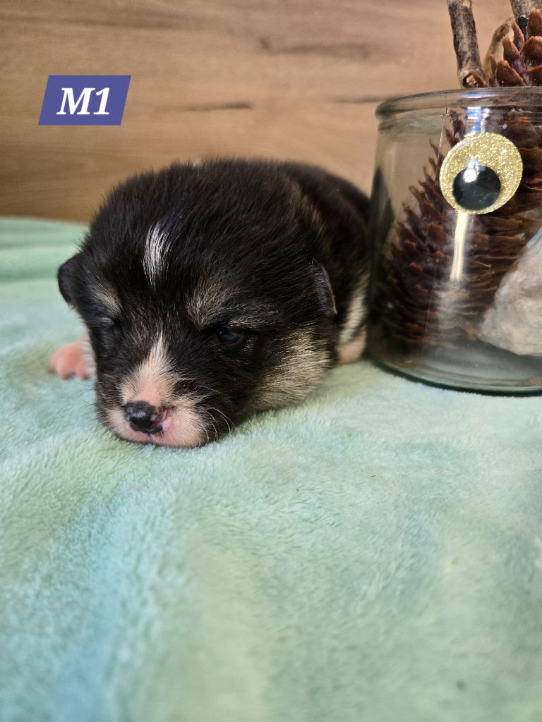 Domaine Du Mont Tournier - Chiots disponibles - Welsh Corgi Pembroke