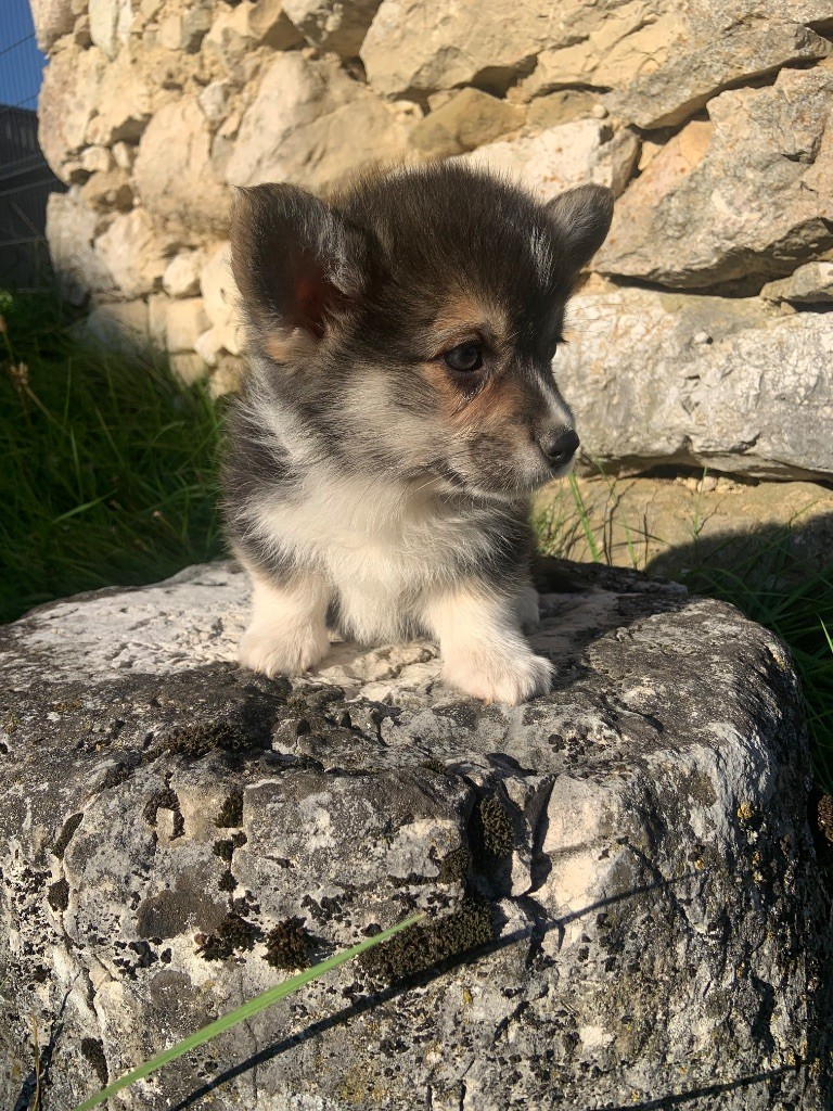 Domaine Du Mont Tournier - Chiots disponibles - Welsh Corgi Pembroke