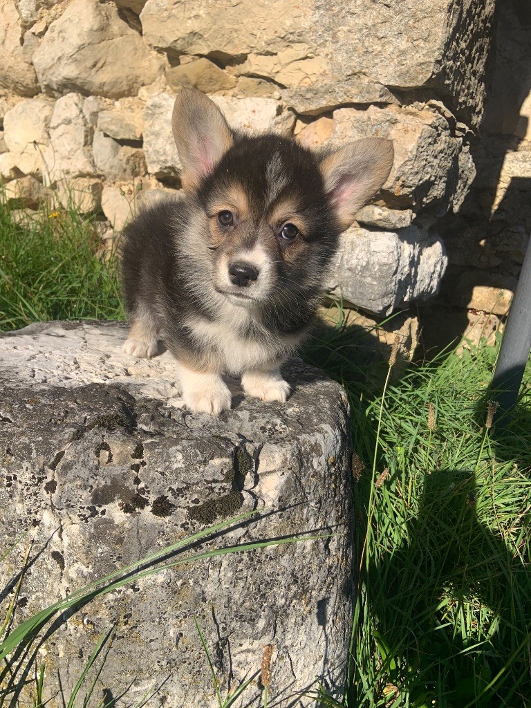 Domaine Du Mont Tournier - Chiots disponibles - Welsh Corgi Pembroke