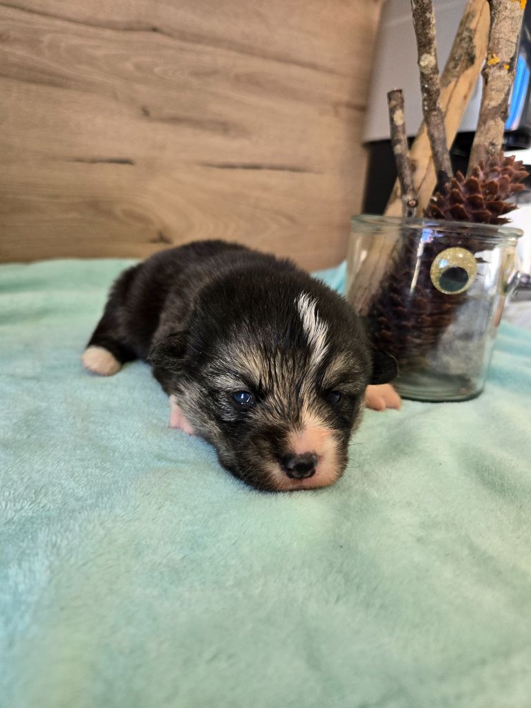 Domaine Du Mont Tournier - Chiots disponibles - Welsh Corgi Pembroke